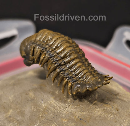 1.83" Flying Crotalocephalina Trilobite – Devonian – Issoumour, Morocco - Fossil Driven