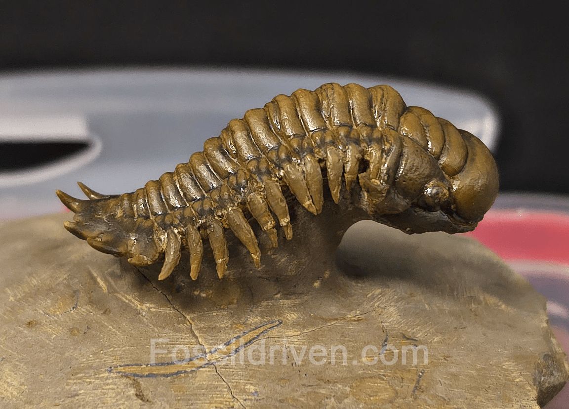 1.83" Flying Crotalocephalina Trilobite – Devonian – Issoumour, Morocco - Fossil Driven