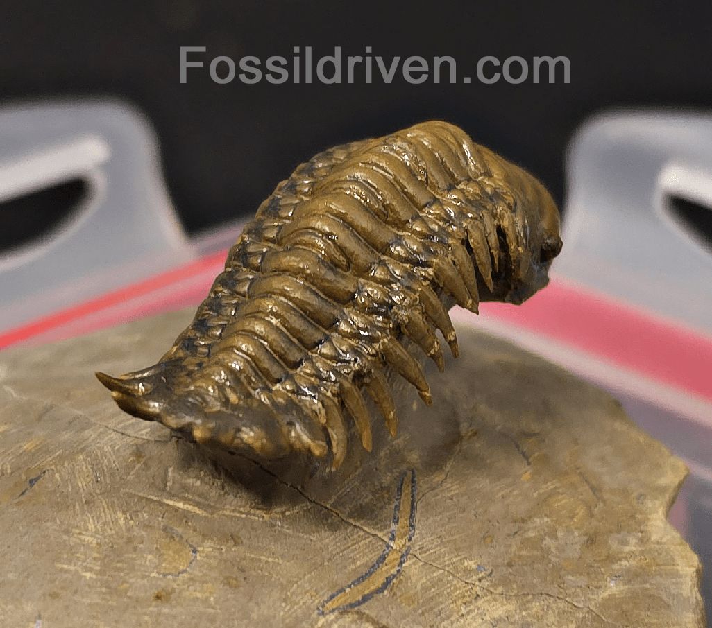 1.83" Flying Crotalocephalina Trilobite – Devonian – Issoumour, Morocco - Fossil Driven