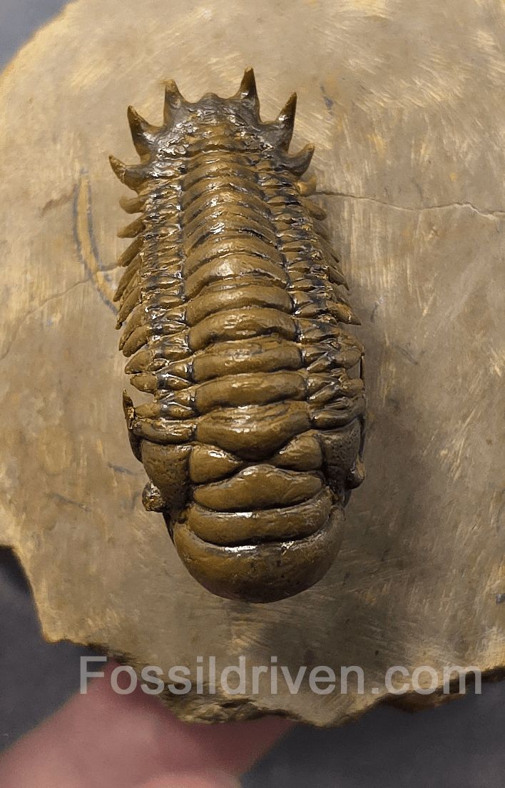 1.83" Flying Crotalocephalina Trilobite – Devonian – Issoumour, Morocco - Fossil Driven