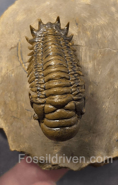 1.83" Flying Crotalocephalina Trilobite – Devonian – Issoumour, Morocco - Fossil Driven