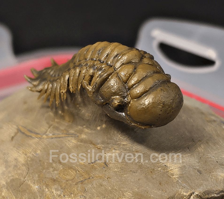 1.83" Flying Crotalocephalina Trilobite – Devonian – Issoumour, Morocco - Fossil Driven