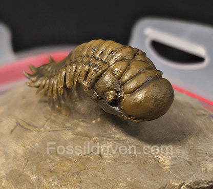 1.83" Flying Crotalocephalina Trilobite – Devonian – Issoumour, Morocco - Fossil Driven