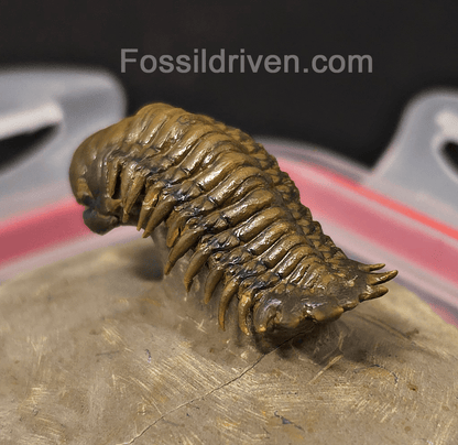 1.83" Flying Crotalocephalina Trilobite – Devonian – Issoumour, Morocco - Fossil Driven