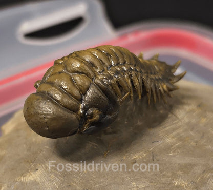 1.83" Flying Crotalocephalina Trilobite – Devonian – Issoumour, Morocco - Fossil Driven