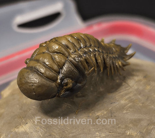 1.83" Flying Crotalocephalina Trilobite – Devonian – Issoumour, Morocco - Fossil Driven