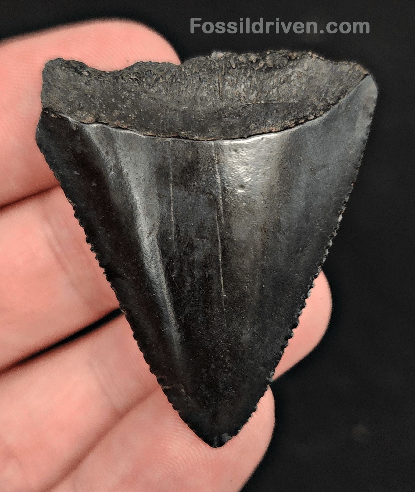 1.83" Fossil Great White Shark Tooth (Carcharodon carcharias) – South Carolina - Fossil Driven