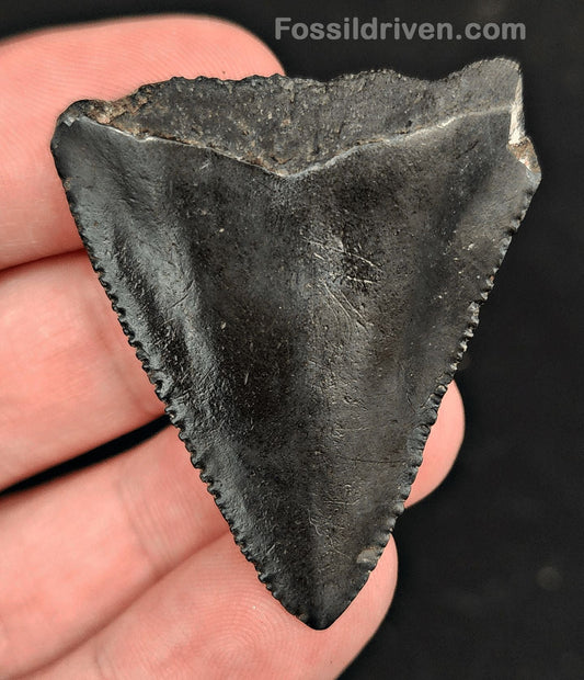 1.83" Fossil Great White Shark Tooth (Carcharodon carcharias) – South Carolina - Fossil Driven