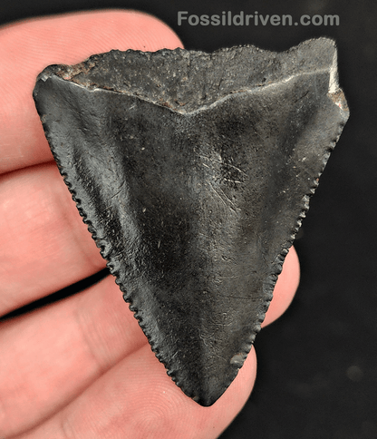 1.83" Fossil Great White Shark Tooth (Carcharodon carcharias) – South Carolina - Fossil Driven