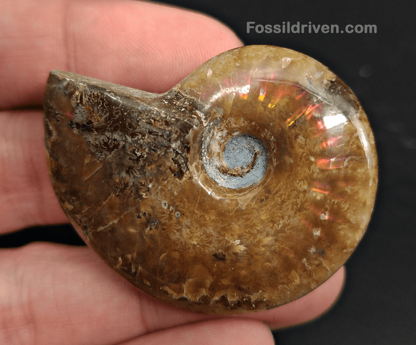 1.83" Red Flashy Iridescent Ammonite Fossil - Madagascar - Fossil Driven