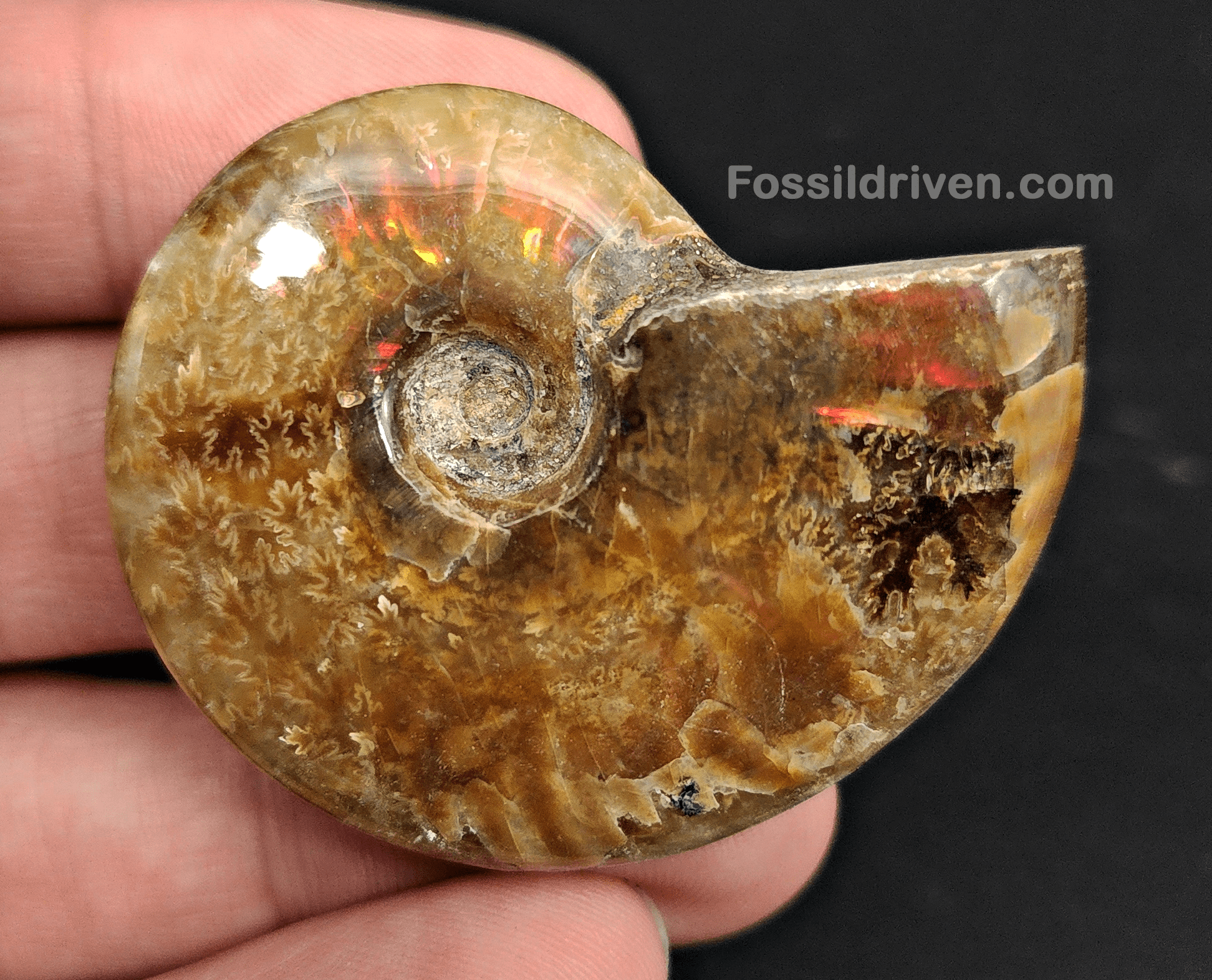 1.83" Red Flashy Iridescent Ammonite Fossil - Madagascar - Fossil Driven