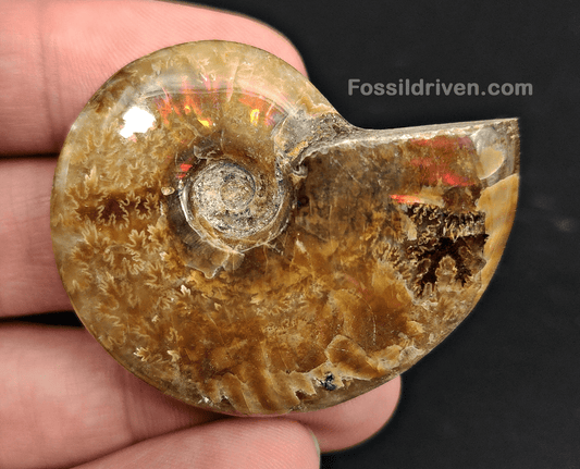 1.83" Red Flashy Iridescent Ammonite Fossil - Madagascar - Fossil Driven