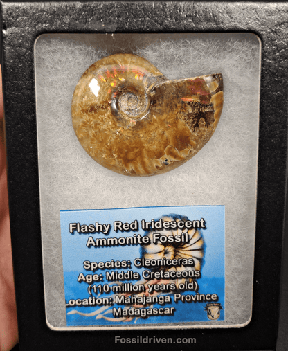 1.83" Red Flashy Iridescent Ammonite Fossil - Madagascar - Fossil Driven