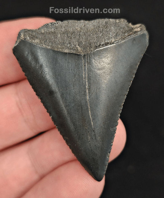 1.84" Fossil Great White Shark Tooth (Carcharodon carcharias) – South Carolina - Fossil Driven