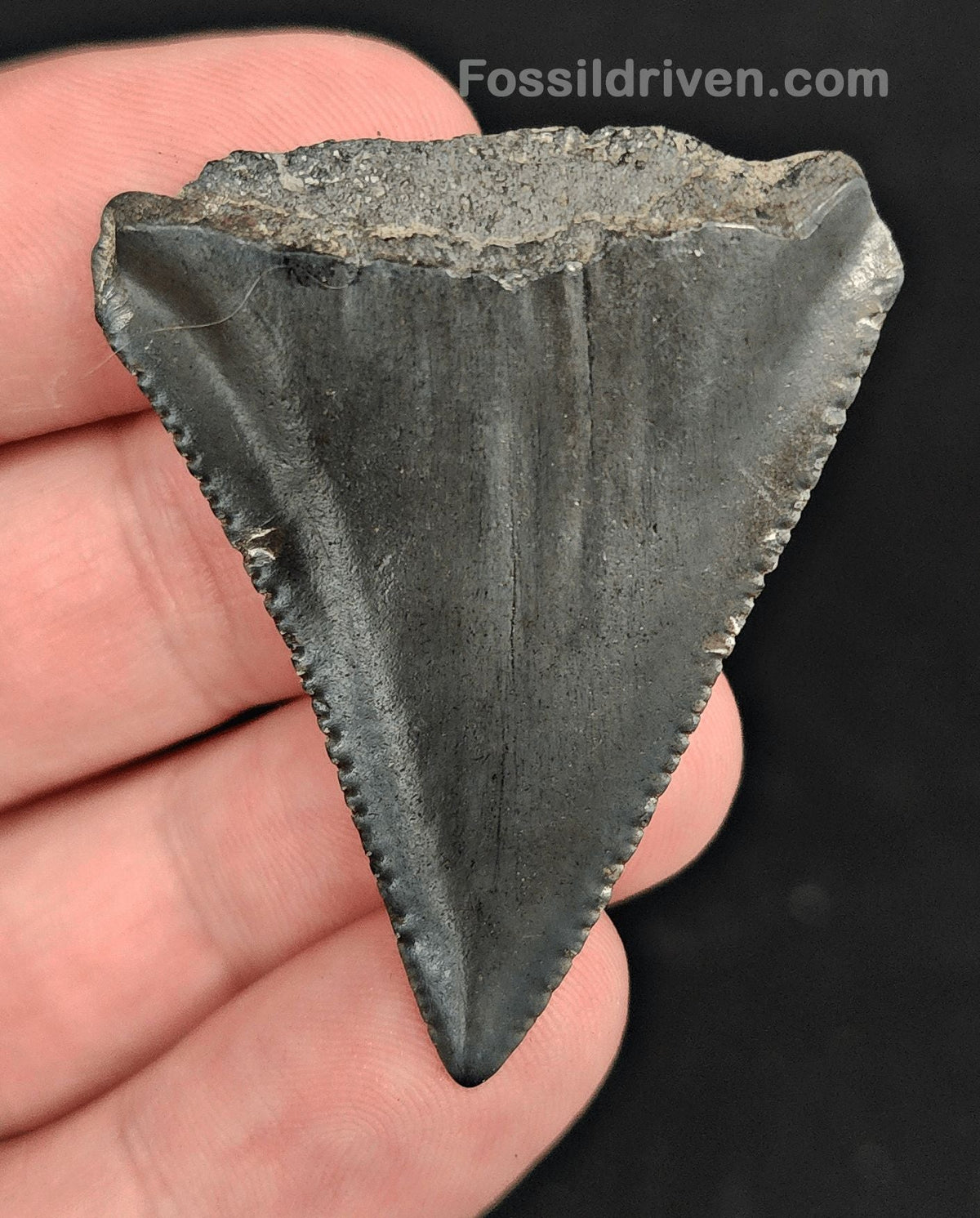 1.84" Fossil Great White Shark Tooth (Carcharodon carcharias) – South Carolina - Fossil Driven