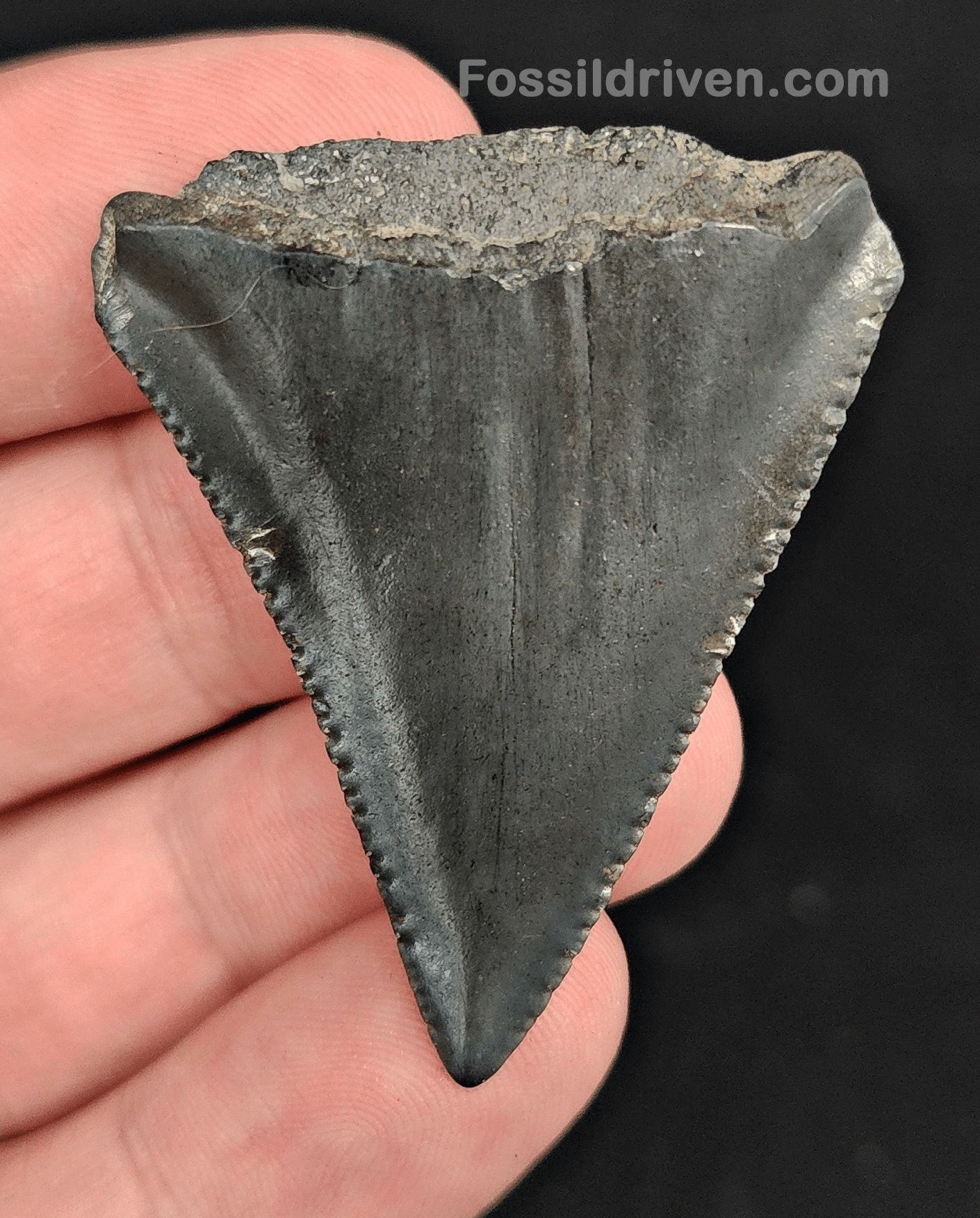 1.84" Fossil Great White Shark Tooth (Carcharodon carcharias) – South Carolina - Fossil Driven