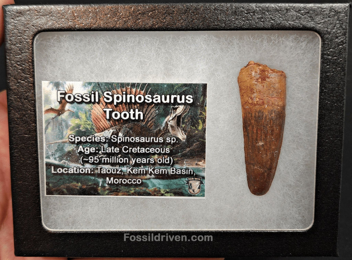 1.84" Fossil Spinosaurus Tooth - Real Dinosaur Tooth - Fossil Driven