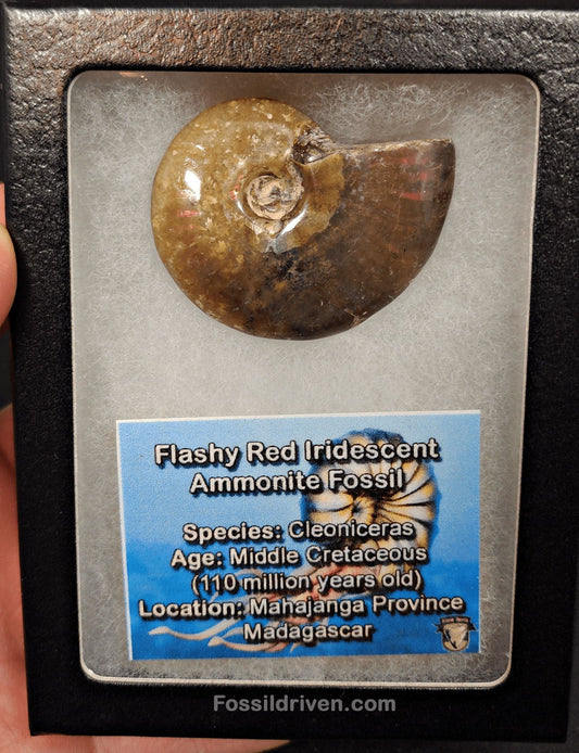 1.84" Red Flashy Iridescent Ammonite Fossil - Madagascar - Fossil Driven