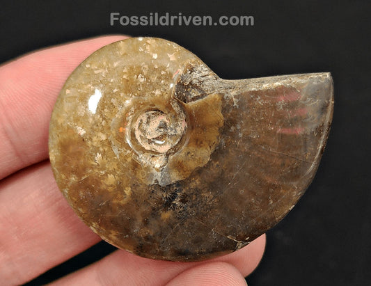1.84" Red Flashy Iridescent Ammonite Fossil - Madagascar - Fossil Driven