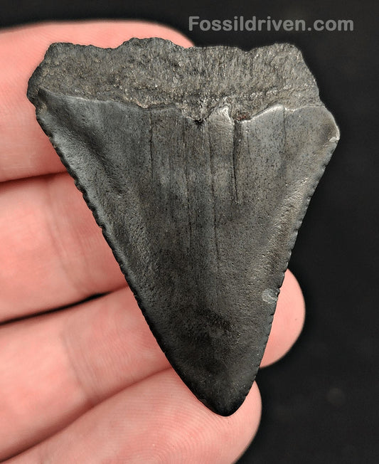 1.85" Fossil Great White Shark Tooth (Carcharodon carcharias) – South Carolina - Fossil Driven