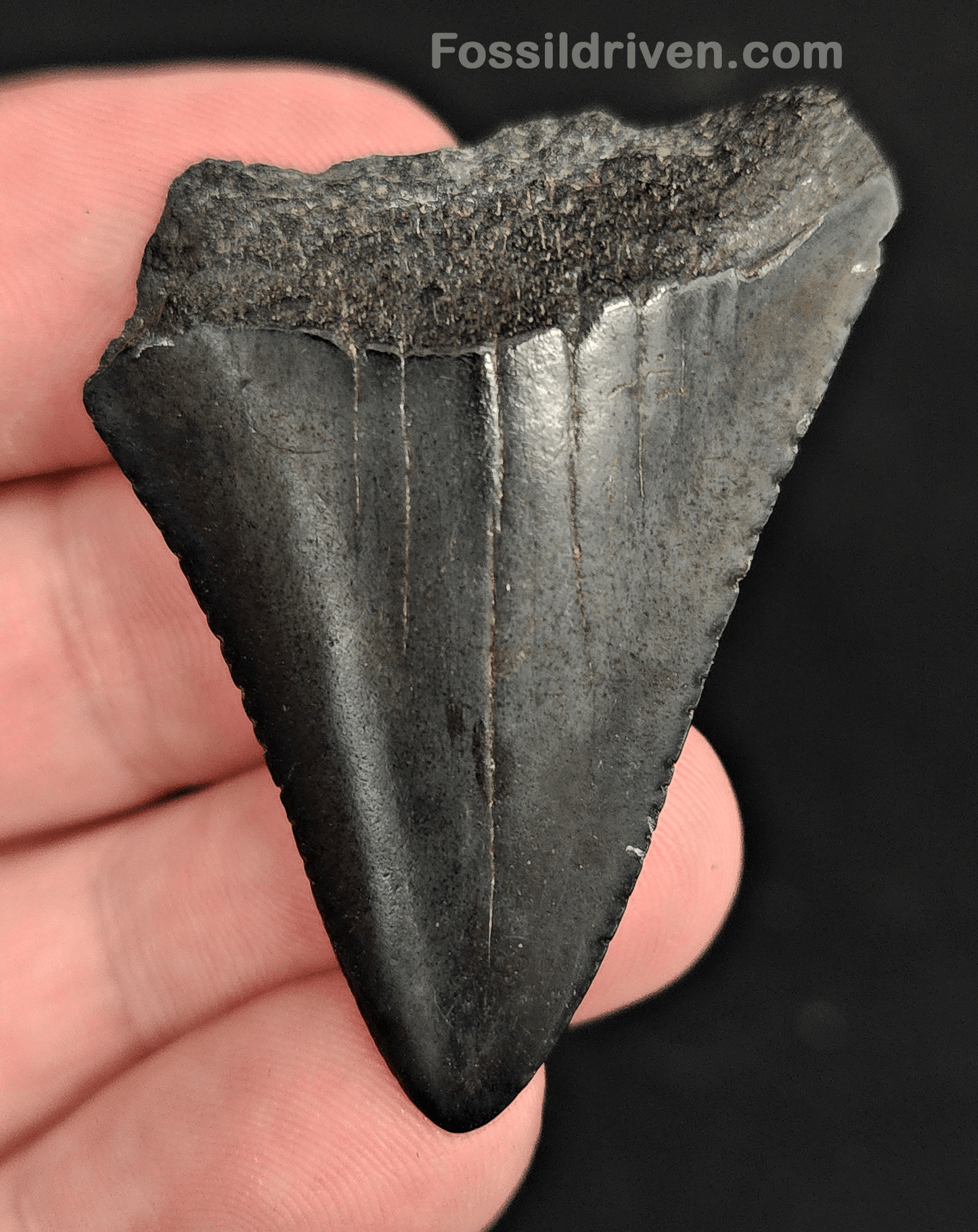 1.85" Fossil Great White Shark Tooth (Carcharodon carcharias) – South Carolina - Fossil Driven