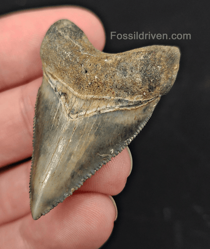 1.85" Fossil Megalodon Tooth – Authentic Fossil from Golden Beach, Florida - Fossil Driven