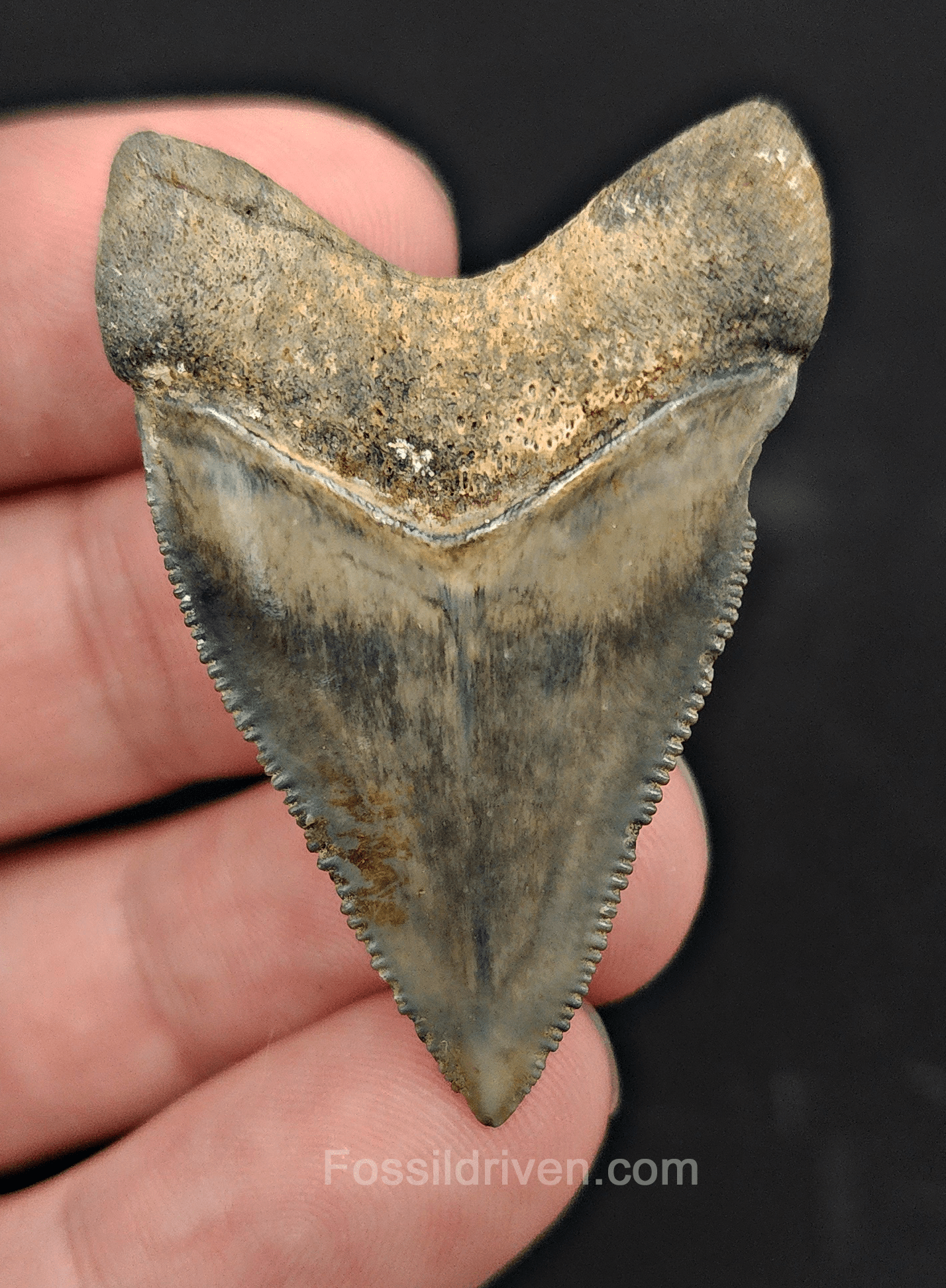 1.85" Fossil Megalodon Tooth – Authentic Fossil from Golden Beach, Florida - Fossil Driven
