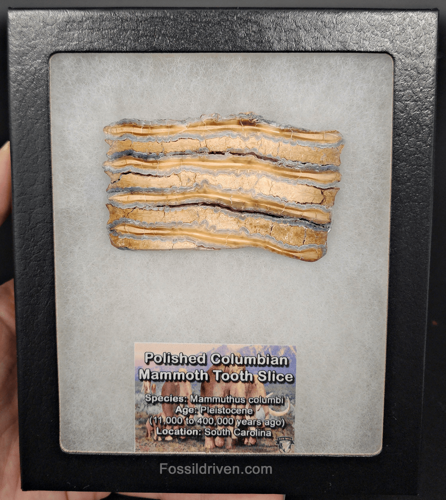 1.86" Columbian Mammoth Tooth Slice – Authentic Fossil | Fossil Driven - Fossil Driven