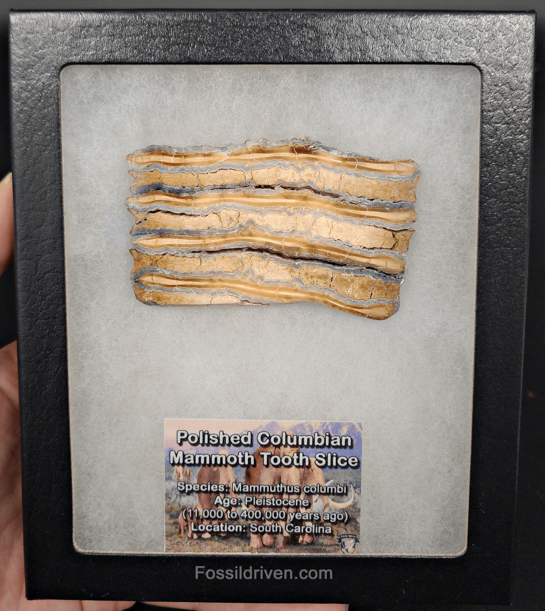1.86" Columbian Mammoth Tooth Slice – Authentic Fossil | Fossil Driven - Fossil Driven