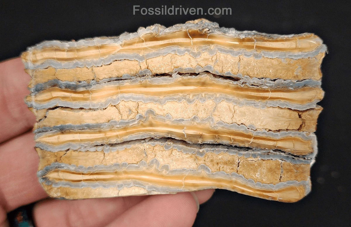 1.86" Columbian Mammoth Tooth Slice – Authentic Fossil | Fossil Driven - Fossil Driven