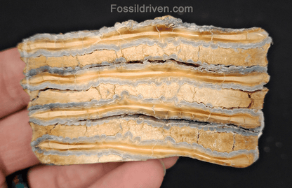 1.86" Columbian Mammoth Tooth Slice – Authentic Fossil | Fossil Driven - Fossil Driven