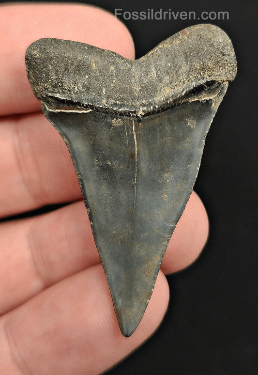 1.86" Fossil Isurus hastalis Shark Tooth – Venice, Florida | Authentic Prehistoric Fossil - Fossil Driven