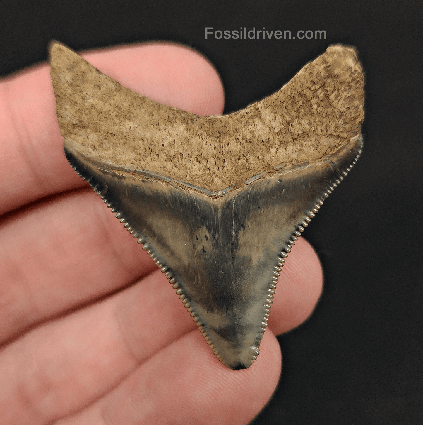 1.87" Fossil Megalodon Tooth – Authentic Fossil from The Peace River, Florida - Fossil Driven