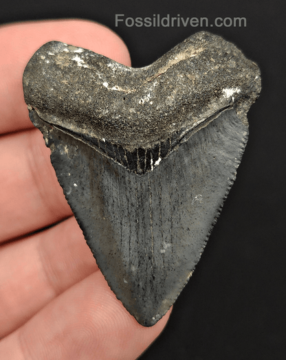 1.87" Fossil Megalodon Tooth – Authentic Fossil from Venice, Florida - Fossil Driven