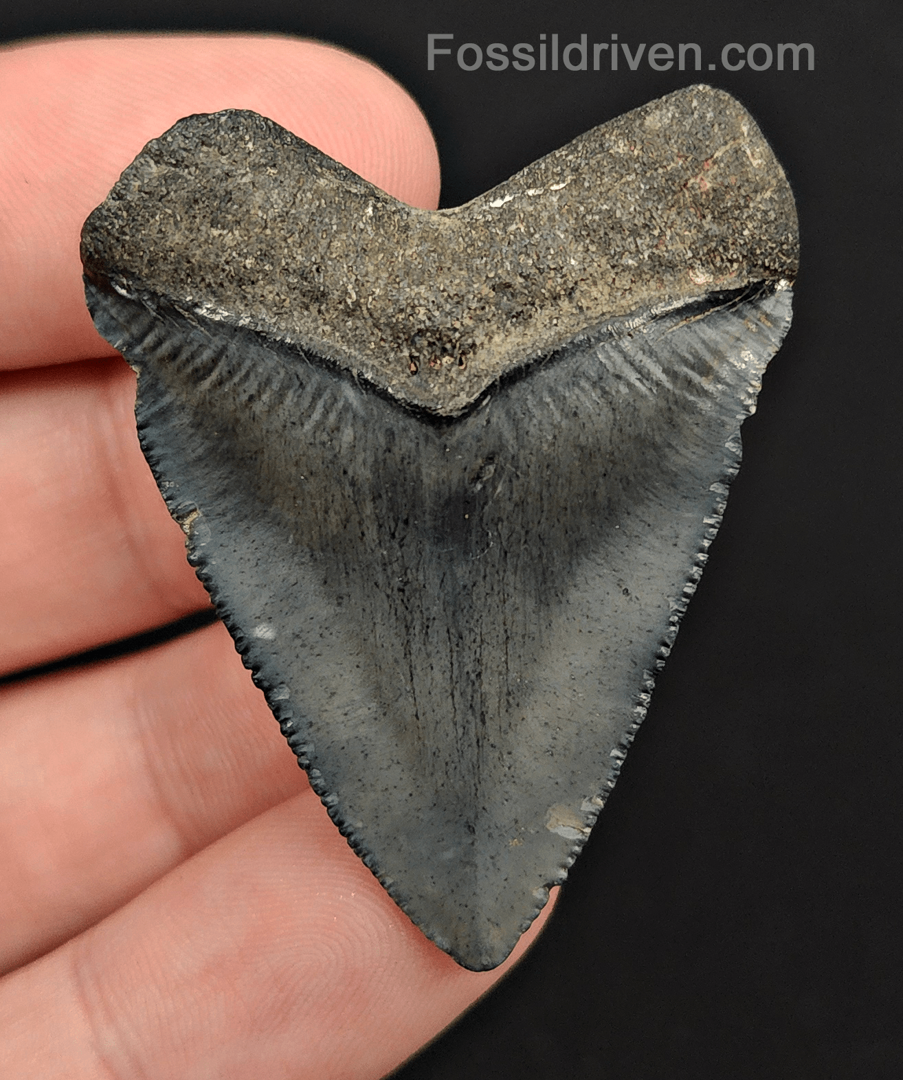 1.87" Fossil Megalodon Tooth – Authentic Fossil from Venice, Florida - Fossil Driven