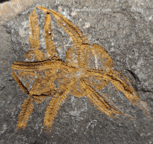 1.88" Fossil Brittle Star – Jurassic Marine Fossil from Morocco (3.76" Matrix) - Fossil Driven