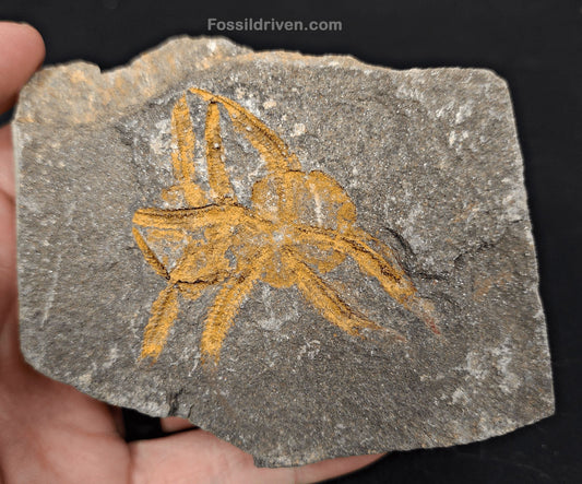1.88" Fossil Brittle Star – Jurassic Marine Fossil from Morocco (3.76" Matrix) - Fossil Driven