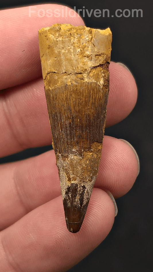 1.88" Fossil Spinosaurus Tooth - Real Dinosaur Tooth - Fossil Driven