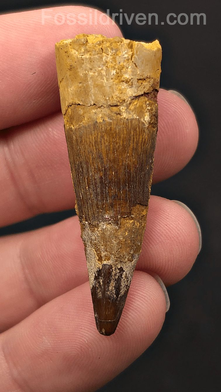 1.88" Fossil Spinosaurus Tooth - Real Dinosaur Tooth - Fossil Driven