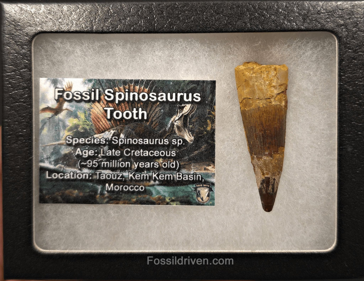 1.88" Fossil Spinosaurus Tooth - Real Dinosaur Tooth - Fossil Driven