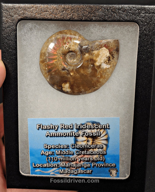 1.88" Red Flashy Iridescent Ammonite Fossil - Madagascar - Fossil Driven