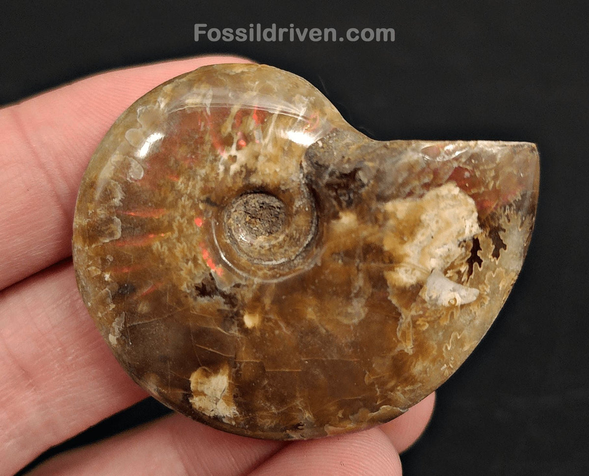 1.88" Red Flashy Iridescent Ammonite Fossil - Madagascar - Fossil Driven