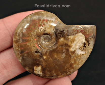 1.88" Red Flashy Iridescent Ammonite Fossil - Madagascar - Fossil Driven