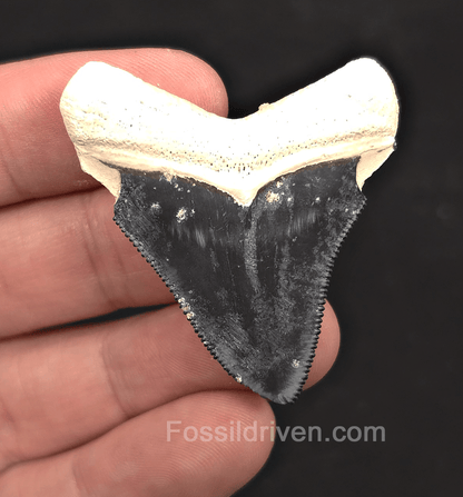 1.90" Blue Fossil Megalodon Tooth - Bone Valley, Florida | Fossil Driven - Fossil Driven