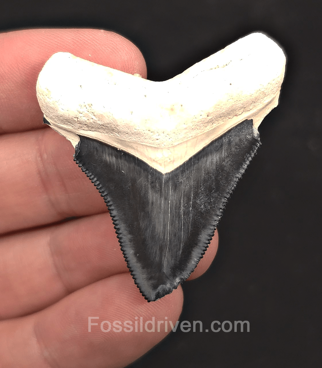 1.90" Blue Fossil Megalodon Tooth - Bone Valley, Florida | Fossil Driven - Fossil Driven