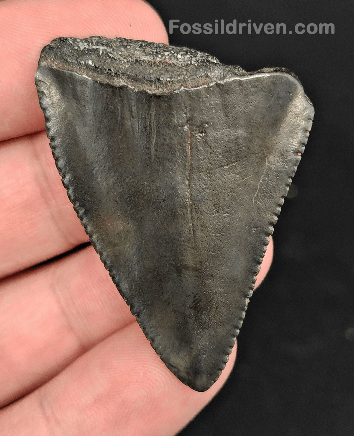 1.90" Fossil Great White Shark Tooth (Carcharodon carcharias) – South Carolina - Fossil Driven