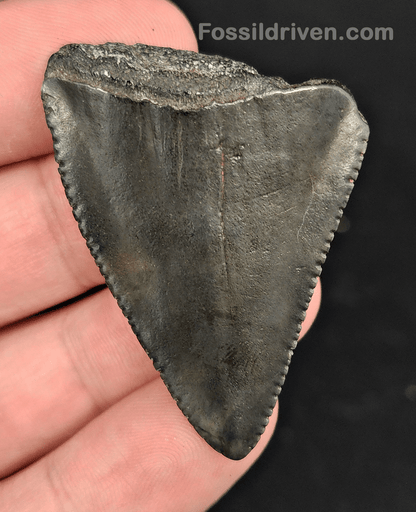 1.90" Fossil Great White Shark Tooth (Carcharodon carcharias) – South Carolina - Fossil Driven