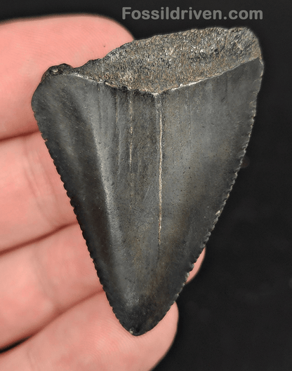 1.90" Fossil Great White Shark Tooth (Carcharodon carcharias) – South Carolina - Fossil Driven