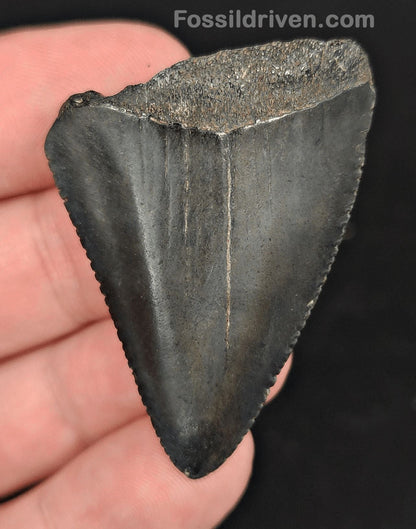 1.90" Fossil Great White Shark Tooth (Carcharodon carcharias) – South Carolina - Fossil Driven