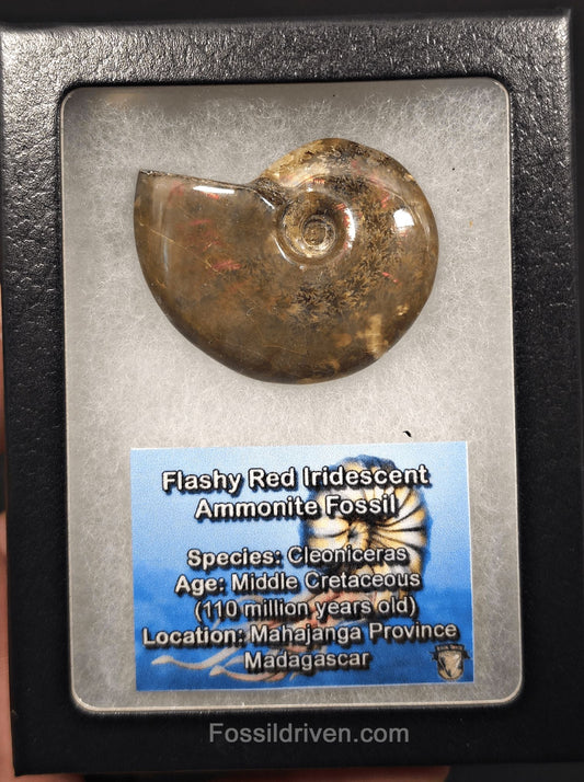 1.90" Red Flashy Iridescent Ammonite Fossil - Madagascar | Fossil Driven - Fossil Driven